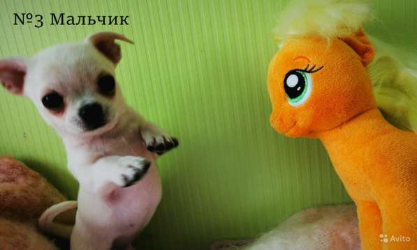 Очаровательные щенки Чихуахуа (мальчик и девочка) в Коломне фото 3