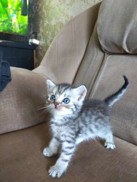 Мраморные шотландские котята в фото 25