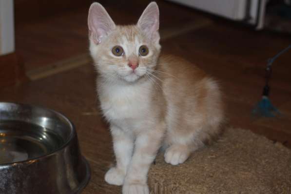 Котята курильского бобтейла в Астрахани фото 18