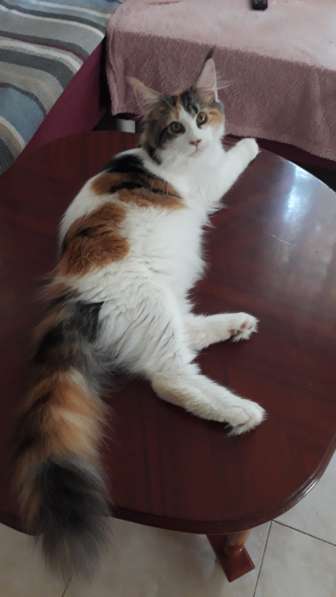 Котята породы Мэйн-кун в фото 8