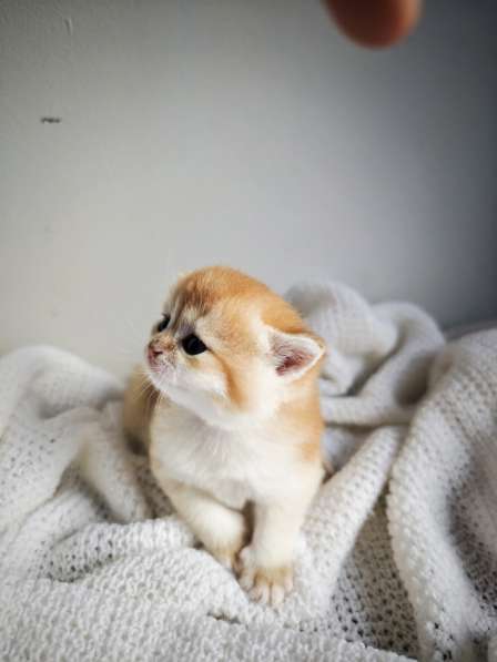 Британские котята в окрасе золотая шиншилла в фото 10