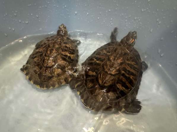 Отдам черепашек в добрые руки в Москве фото 4