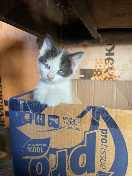 Котята в Нововоронеже фото 4