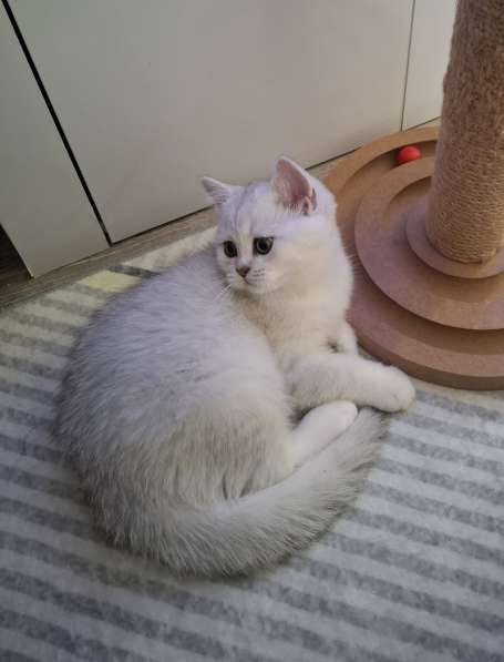 Британский короткошерстный котик в фото 13