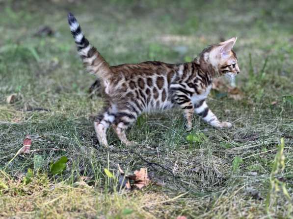 Бенгальские котята снежного окраса в фото 9