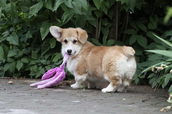 Вельш корги пемброк в Москве фото 6