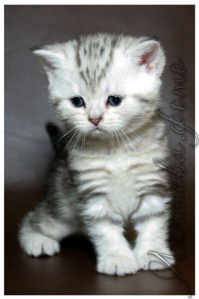 Котята Британская короткошерстная в Нижневартовске фото 4