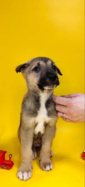 7 очаровательных щенят в дар в Москве фото 4