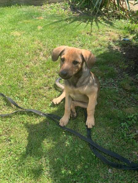 Ласковые бархатные щеночки в Санкт-Петербурге