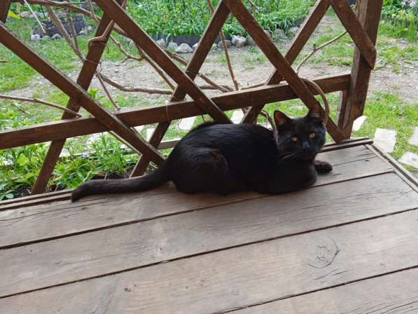 Молодой ласковый котик в Санкт-Петербурге фото 6