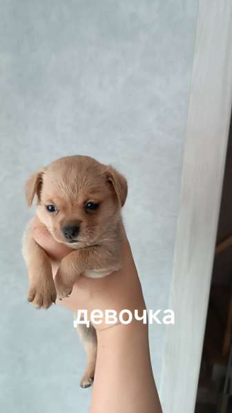 Щенки чихуахуа