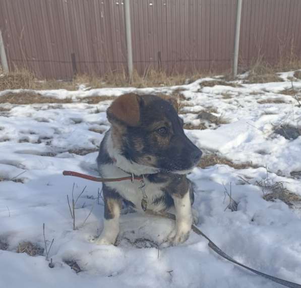 Славный мальчишка по имени Бой ищет семью в Луховицах фото 4