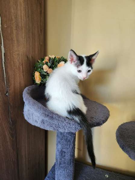 Котята ищут любящую семью в фото 10