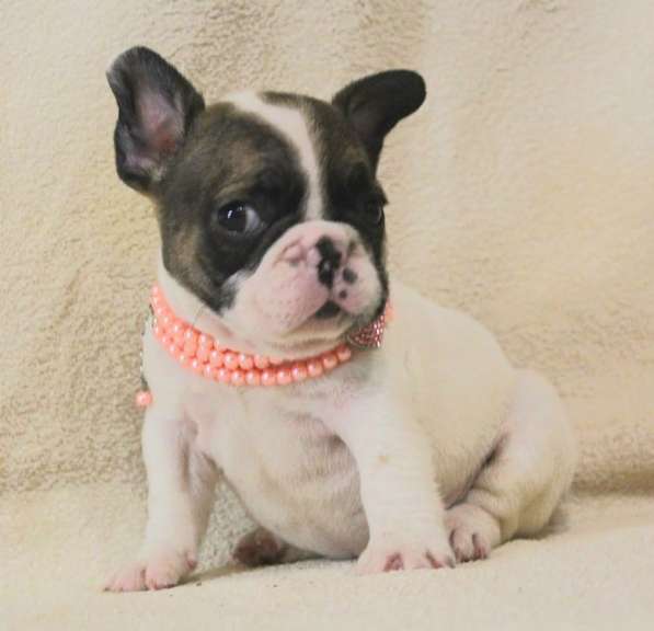 Щенки из питомника РКФ в Москве фото 5