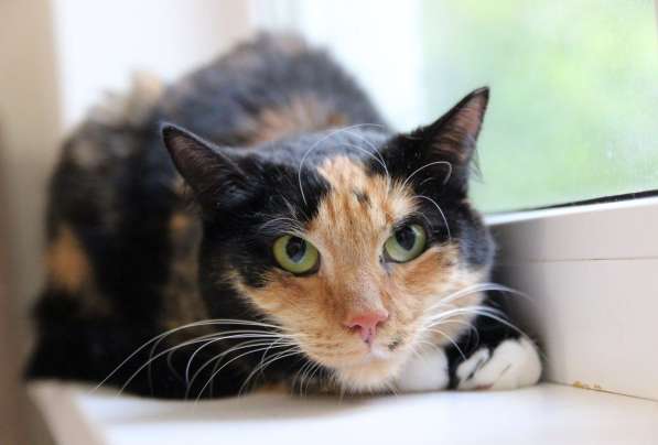 Трёхцветная красавица Лапушка в дар! в 