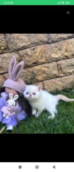 Вязка кот перс в фото 5