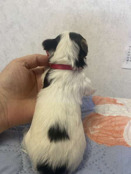 Щенки Бивер терьера в Санкт-Петербурге фото 5