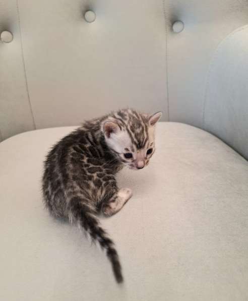 Бенгальские котята в Москве фото 3