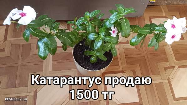 Катарантусы разных расцветок продаю в фото 26