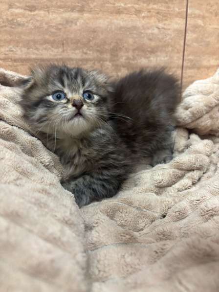 Котенок девочка в Ростове-на-Дону фото 3