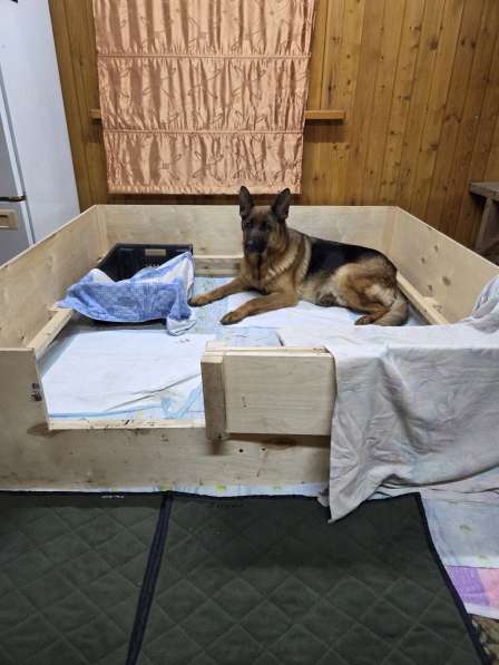 Немецкая овчарка в Старом Осколе