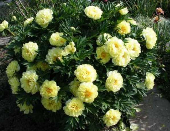 Пион бартезелла