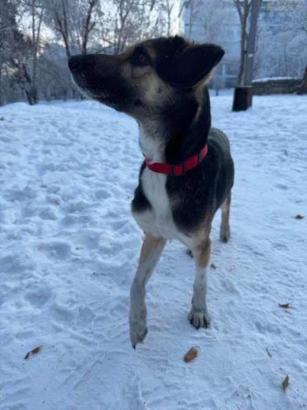 Животные в Иркутске фото 3