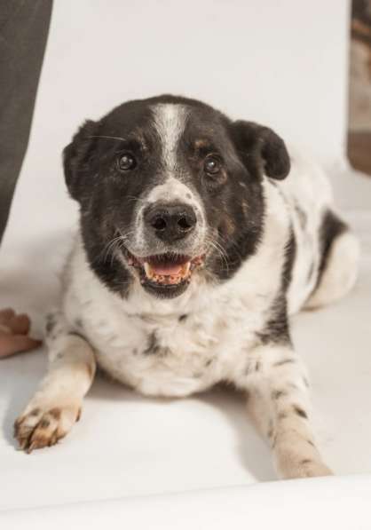 Веснушчатый пёс Микки в добрые руки