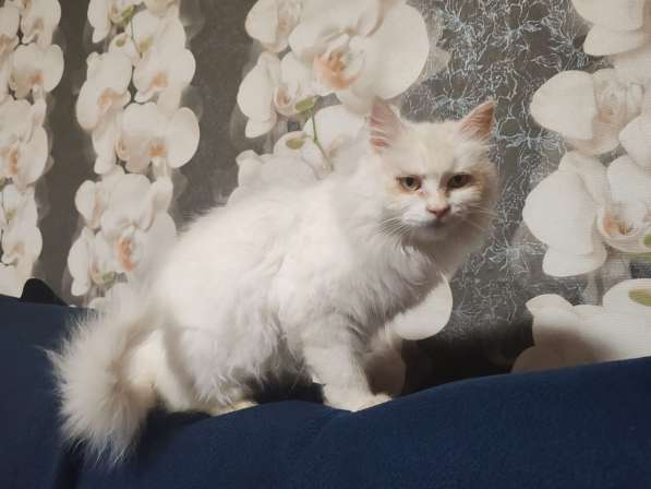 Ласковая кошка Белоснежка срочно ищет дом