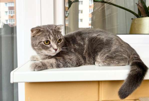 Вислоухая кошечка Энни в добрые руки в Москве фото 8