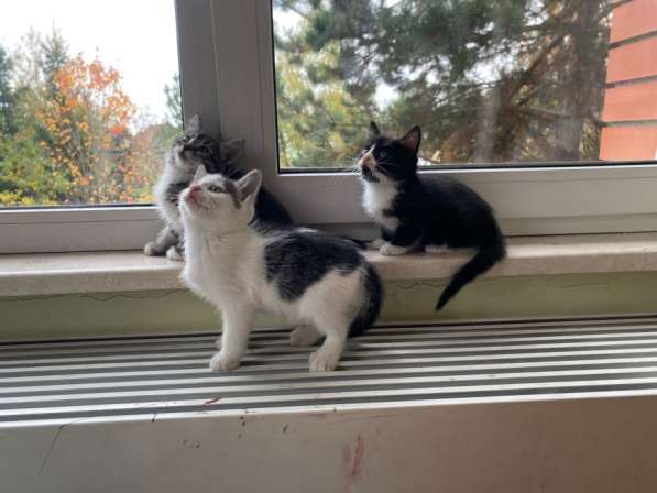Котята в Москве