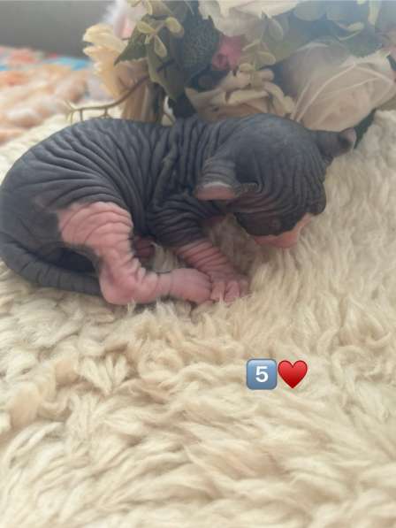 Канадский сфинкс в Москве фото 5