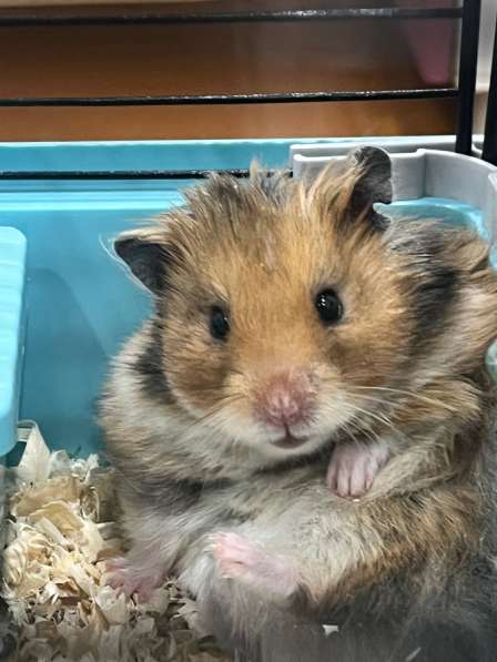 Сибирский хомяк в Улан-Удэ фото 3