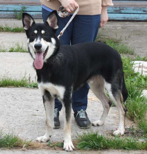 Кекс в поисках своей семьи в Москве фото 3