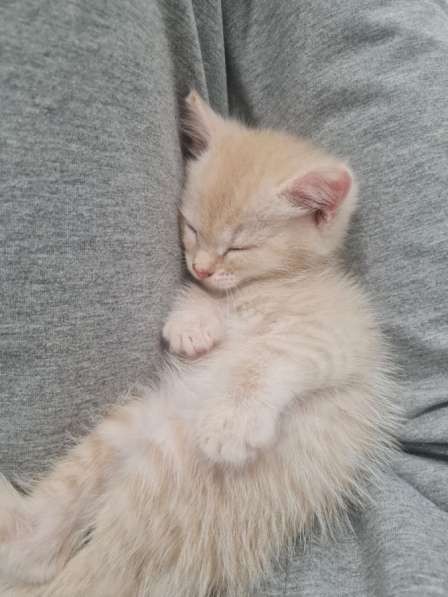 Котята в Новосибирске фото 5