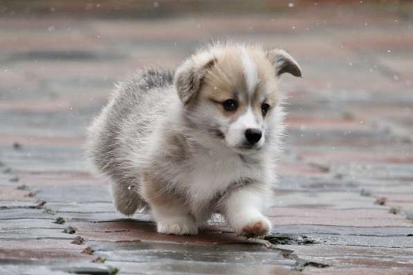 Вельш корги пемброк-мальчик в Москве фото 5