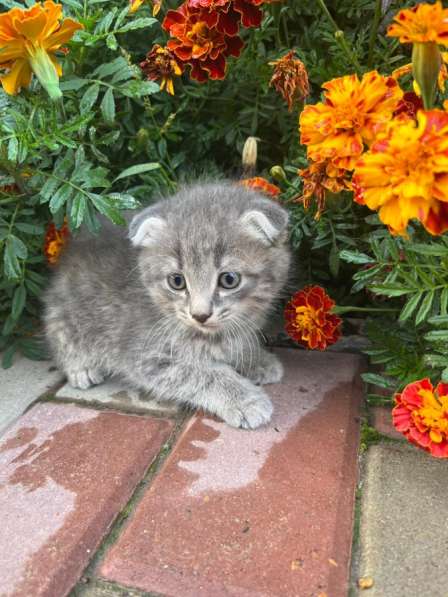 Котенок 2 месяца девочка