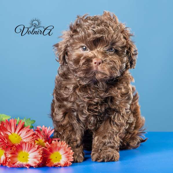 Русская цветная болонка Щенки в Подольске фото 10