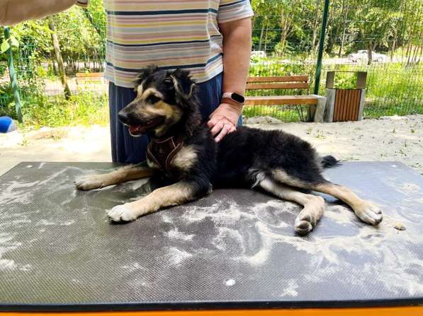 Хорошенький щенок с пушистыми ушками в Санкт-Петербурге фото 15