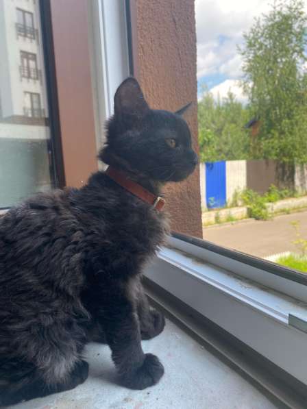 Котята в добрые руки в Малаховке фото 4