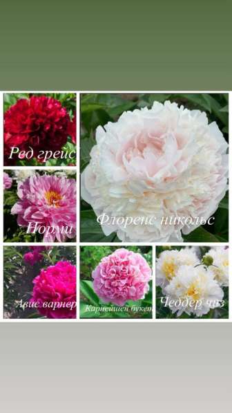 Пионы в Москве фото 3