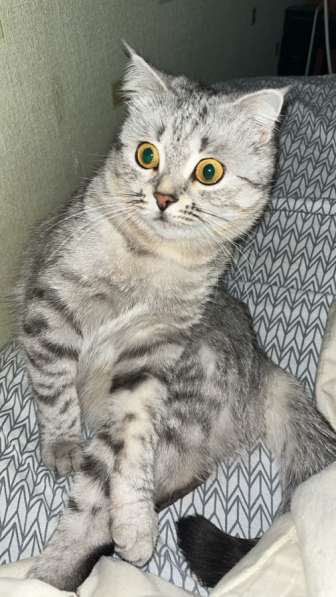 Отдам ласковую кошечку