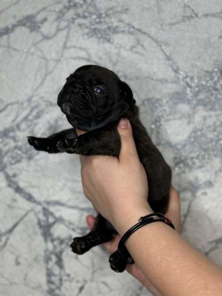 Французское счастье! в Екатеринбурге фото 7