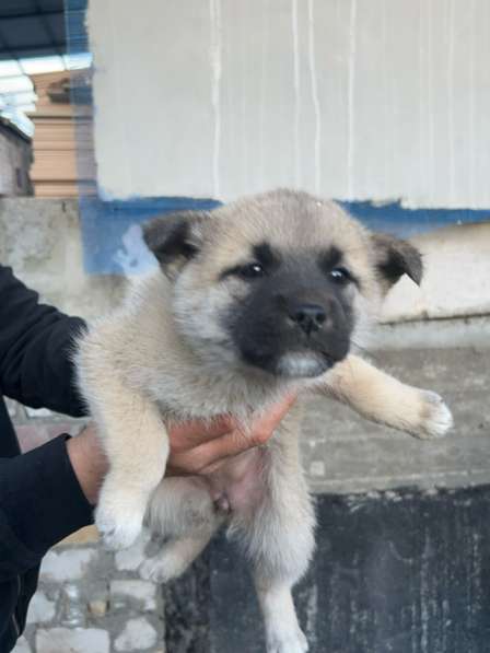 Щенята в Нижнем Новгороде