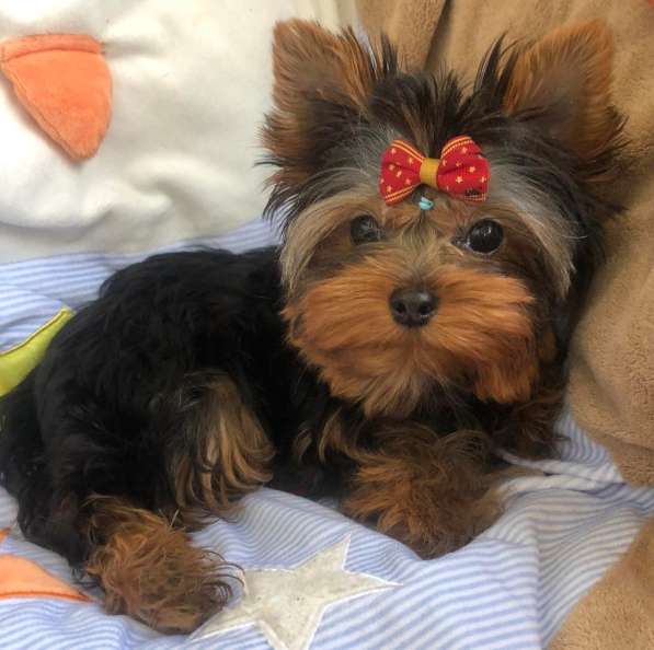 Yorkshire terrier. Boy