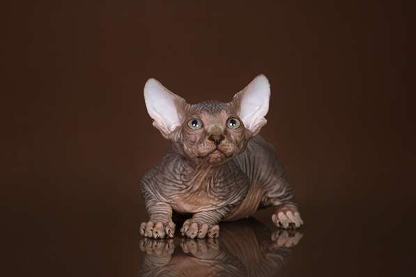 Эльфы, Двэльфы, бамбино или сфинксы - магические кошки в Керчи фото 8