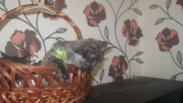 Весёлые и ловкие котятки ищут дом в фото 8