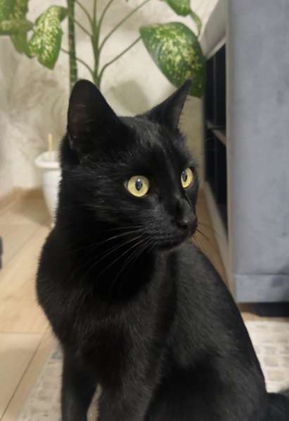 Красивая и спокойная кошка