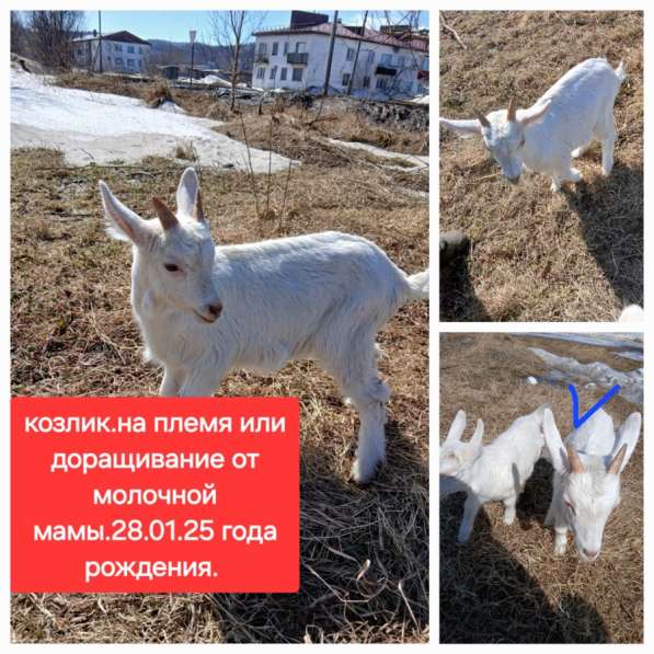 Продадут молоденьких козлят в Южно-Сахалинске