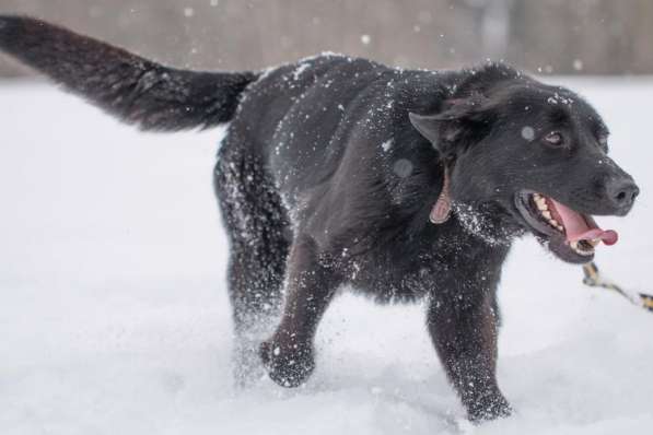 Метис лабрадора ищет хозяев в Москве фото 3